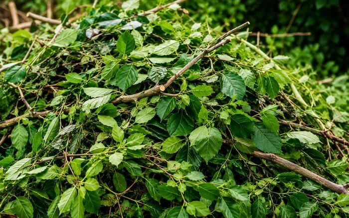 Green Waste